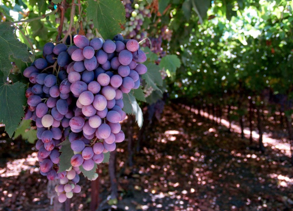 Grapes