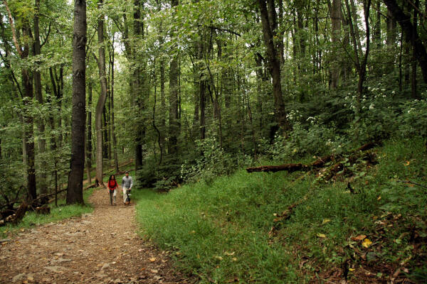 Walking through the forest on Maryland Heights Trail - River & Trail Outfitters