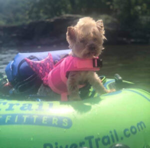 Tubing-Shenandoah-dog